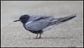 _6SB1139 black tern